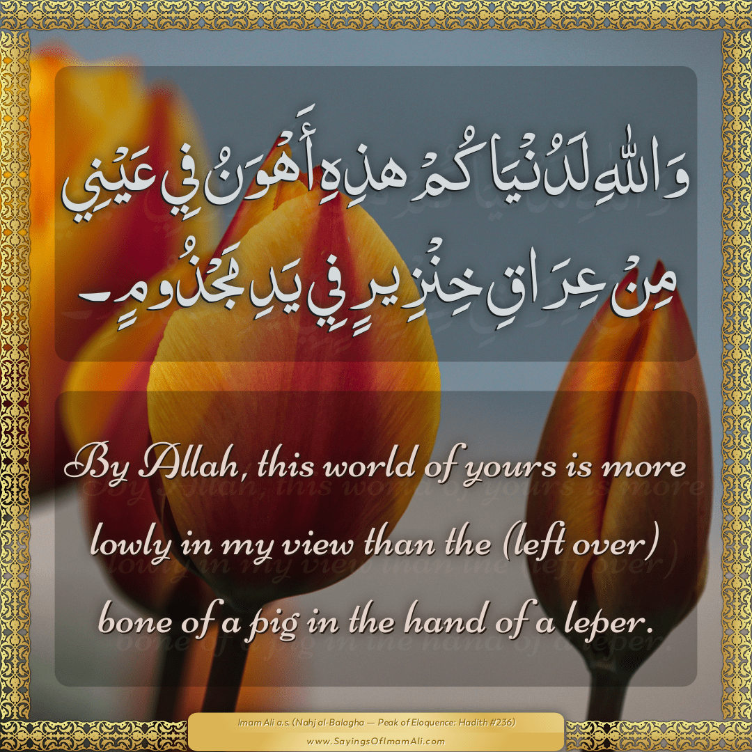 By Allah, this world of yours is more lowly in my view than the (left...
